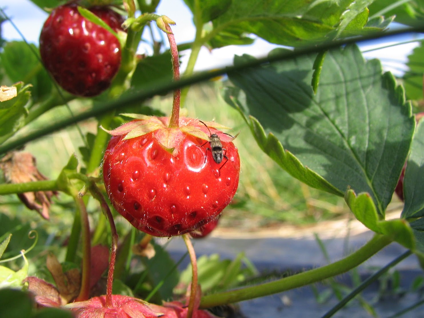 Ötökkä mansikalla