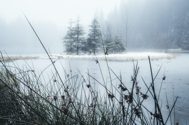 body of water near trees