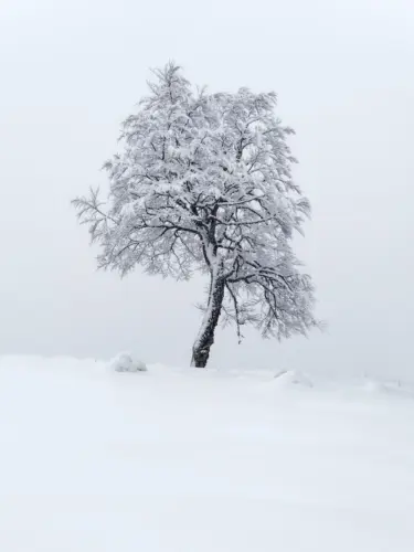a lone tree in the middle of a snowy field