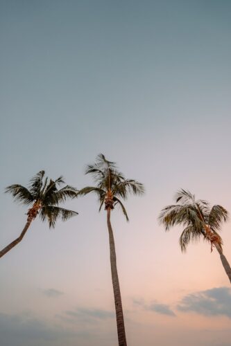 low angle photography of three coconut trees