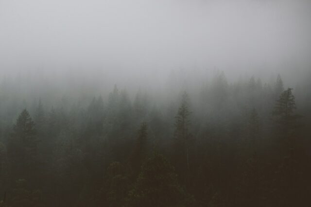 aerial view photograhy of green trees under fog