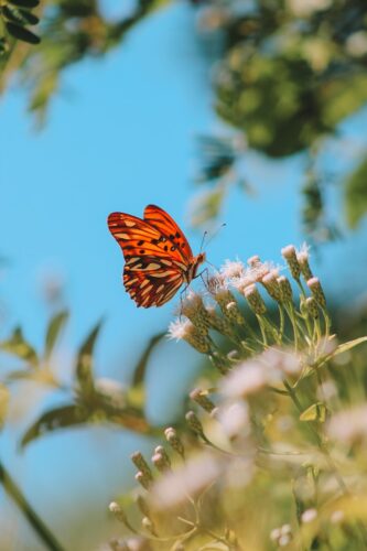 a butterfly sitting on top of a white flower