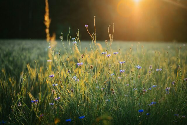 a field of grass and wildflowers with the sun in the background