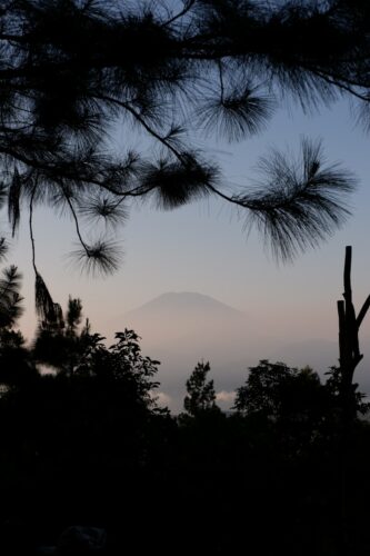 A view of a mountain through the branches of a pine tree