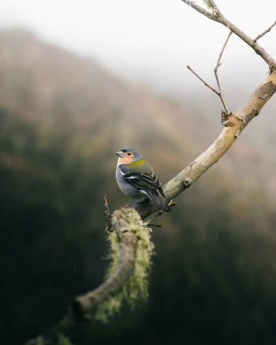 A bird sitting on a branch of a tree