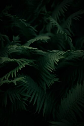 A close up of a plant with green leaves