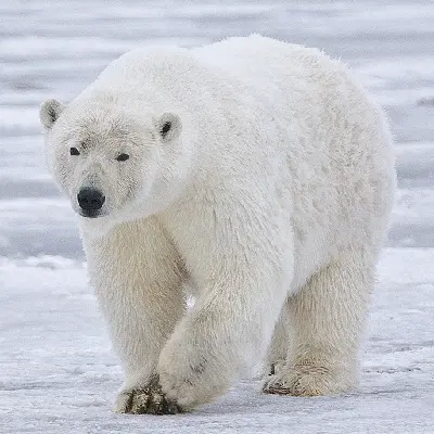 spitefulbear999