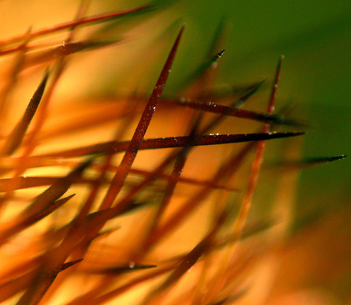 Cactus needle bokeh